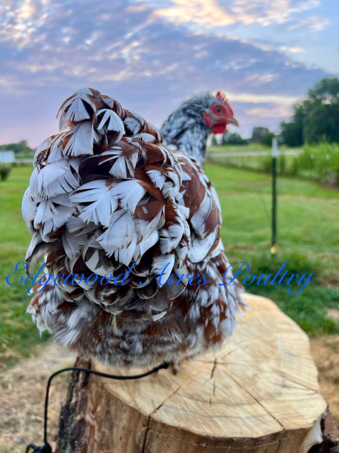 Edgewood Acres Poultry