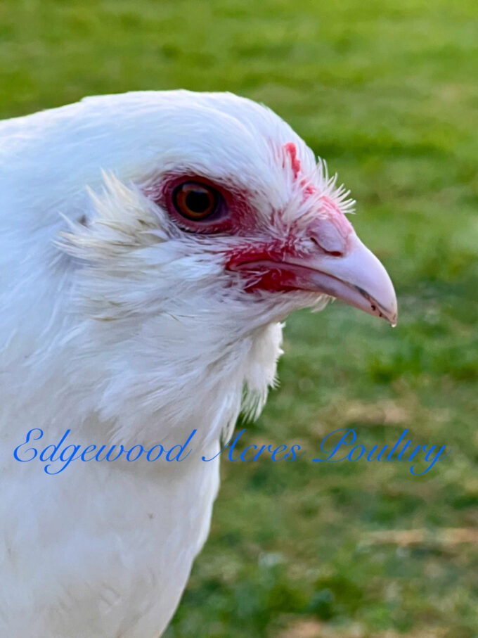 Edgewood Acres Poultry