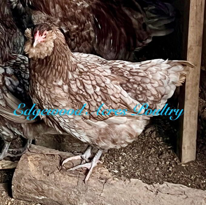 Edgewood Acres Poultry