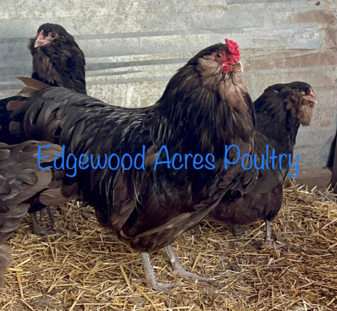 Edgewood Acres Poultry