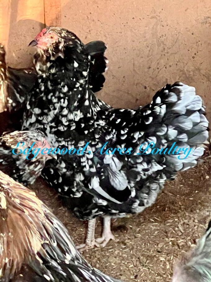 Edgewood Acres Poultry