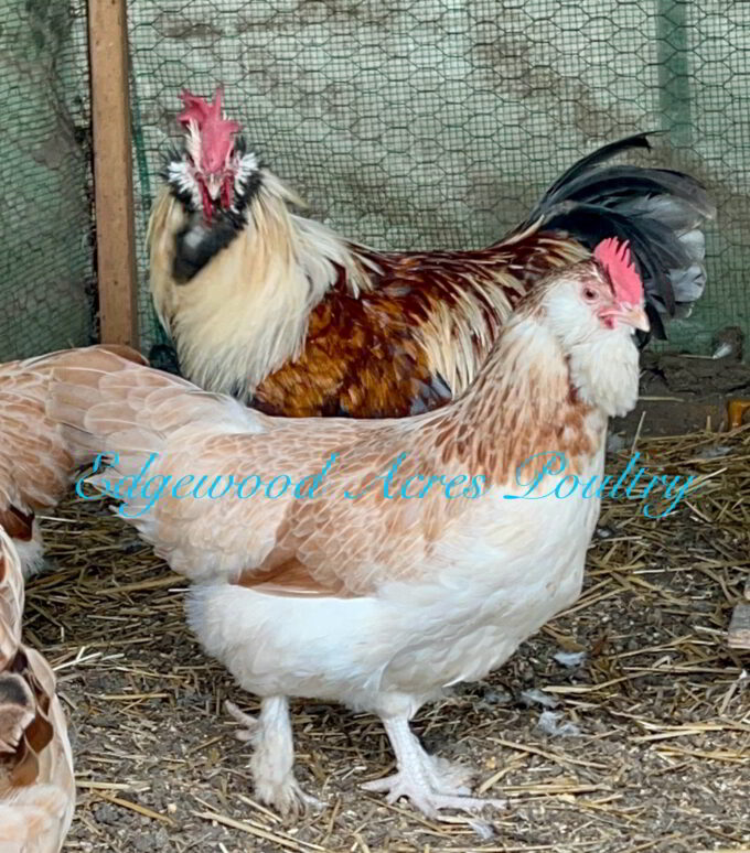 Edgewood Acres Poultry