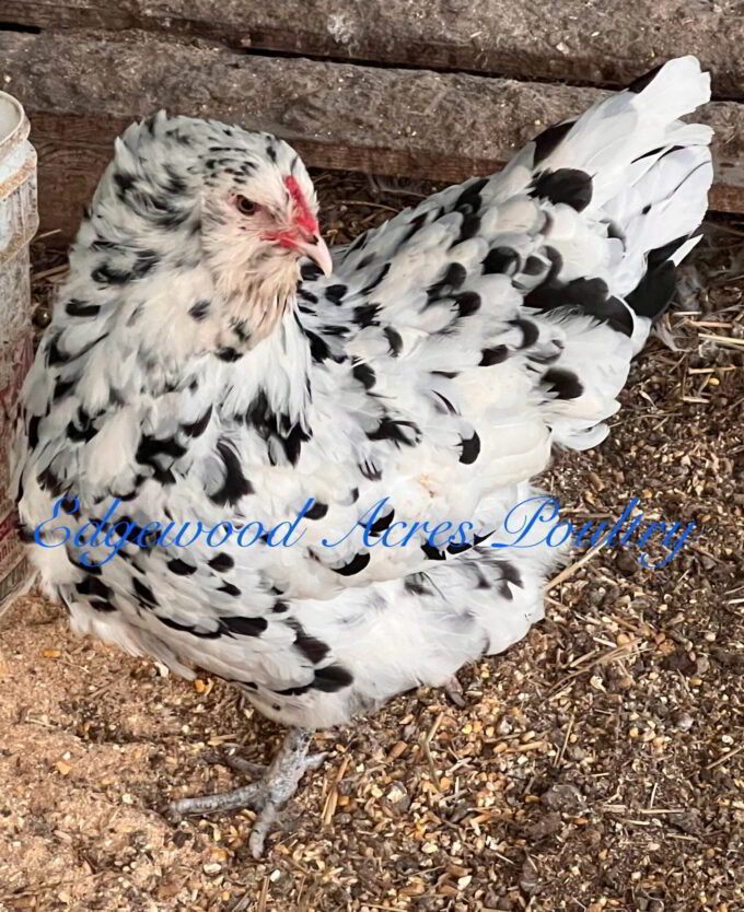 Edgewood Acres Poultry