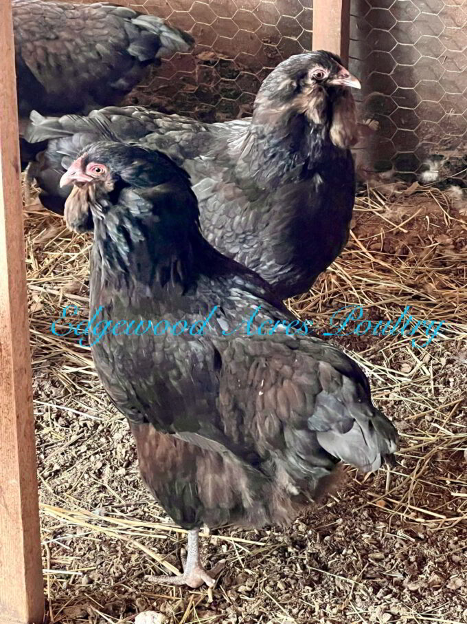 Edgewood Acres Poultry