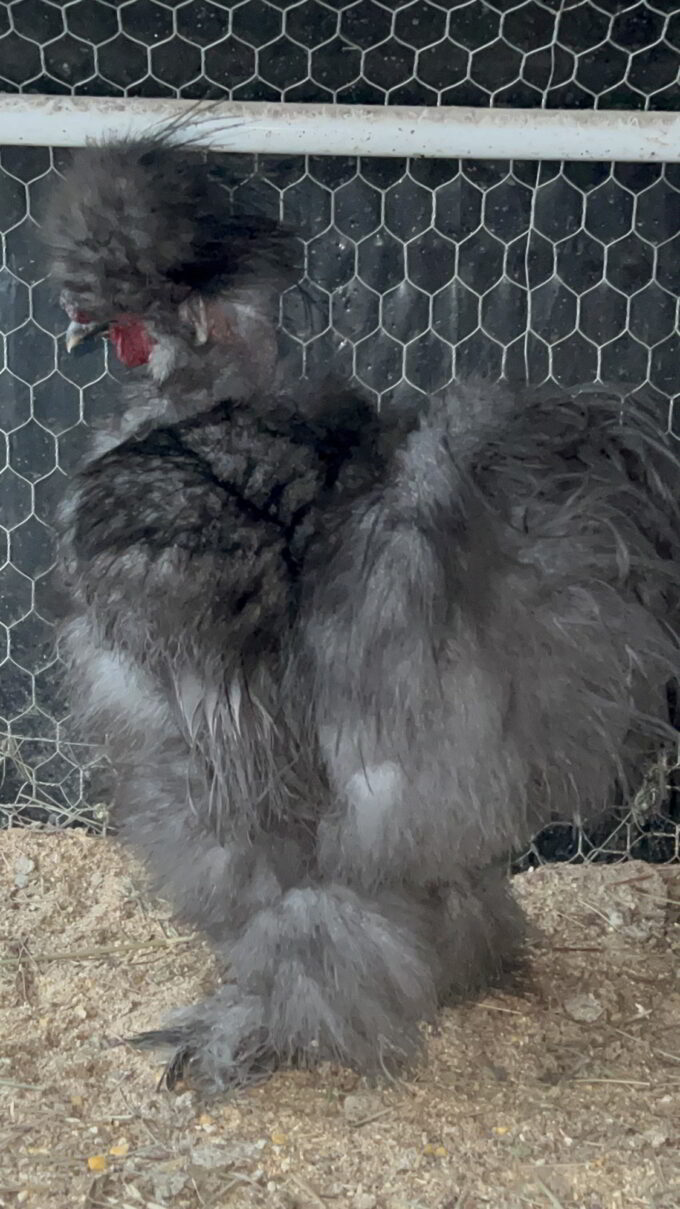 Edgewood Acres Poultry