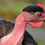 A Naked Neck chicken