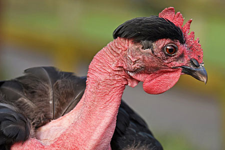 A Naked Neck chicken