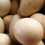 Turkey eggs