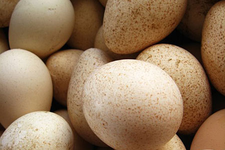 Turkey eggs