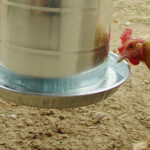 A New Hampshire Hen pecks at a feeder