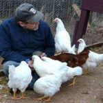 A man feeding pullets