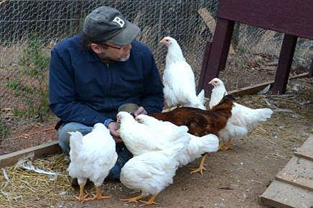 A man feeding pullets