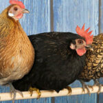 A roost is sitting on a line with two hens