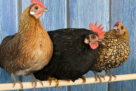 A roost is sitting on a line with two hens