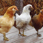 Three chickens sitting on a deck