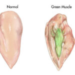 A diagram of a normal chicken muscle and a chicken muscle infected by green muscle