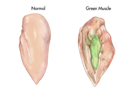 A diagram of a normal chicken muscle and a chicken muscle infected by green muscle