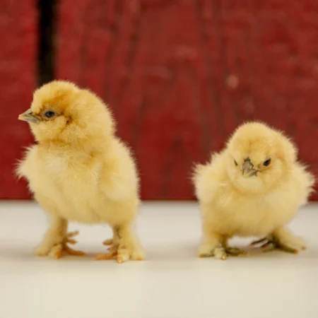 Chickens + Coop!