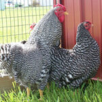 Dominiques in a fenced in coop