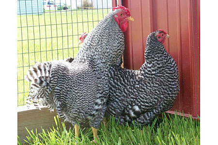 Dominiques in a fenced in coop