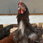 A molting hen