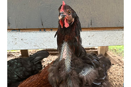 A molting hen