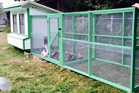 A chicken coop in a backyard