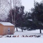 Chickens outside of their coop in winter