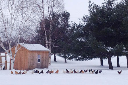 Chickens outside of their coop in winter