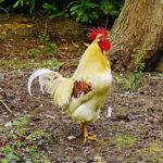 Crowing rooster