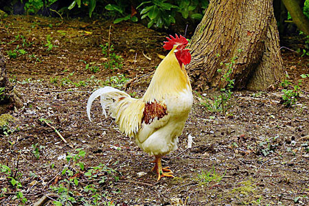 Crowing rooster