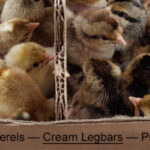 Chickens separated by a divider in a cardboard box