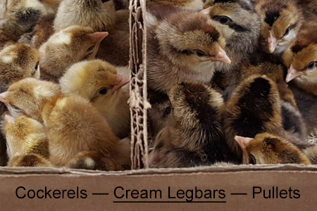 Chickens separated by a divider in a cardboard box