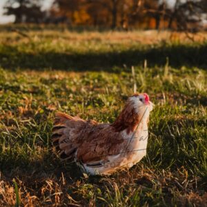 Salmon Faverolle Bantam
