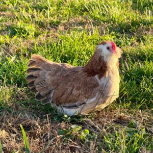 Salmon Faverolle Bantam