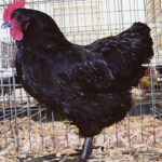 Australorp Chicken in Coop