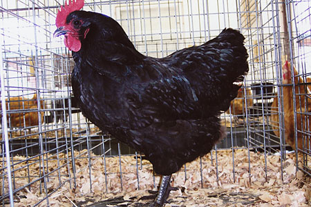 Australorp Chicken in Coop