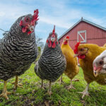 Picture of backyard chickens looking down at a camera