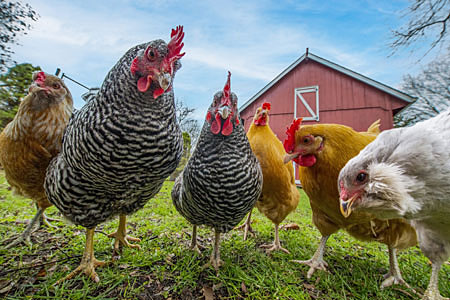 Picture of backyard chickens looking down at a camera