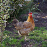 Chicken walking around in backyard garden
