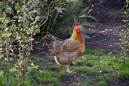Chicken walking around in backyard garden
