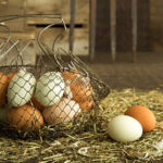 Fresh eggs gathered in a wire basket from backyard chickens