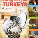 An Absolute Beginners Guide to Raising Backyard Turkeys