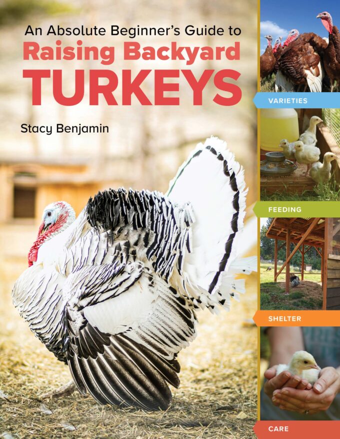 An Absolute Beginners Guide to Raising Backyard Turkeys