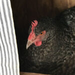 Photo of a hen sitting on her nest