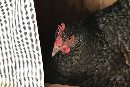 Photo of a hen sitting on her nest