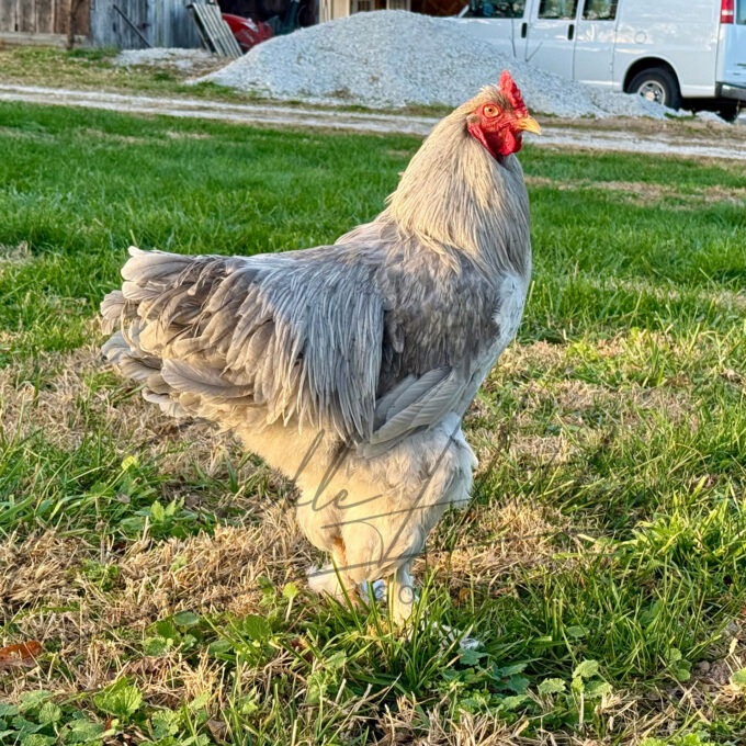 Lavender Brahma Rooster