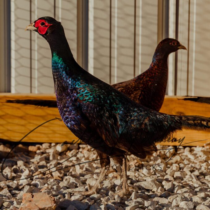 Melanistic Pheasant - Image 5
