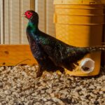 Melanistic Pheasant