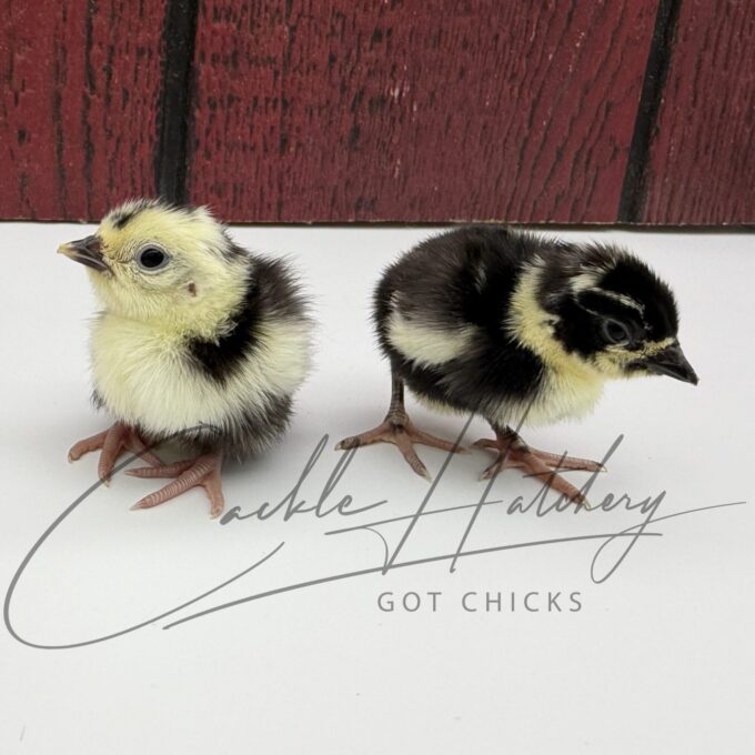 Melanistic Pheasant 2 Chicks